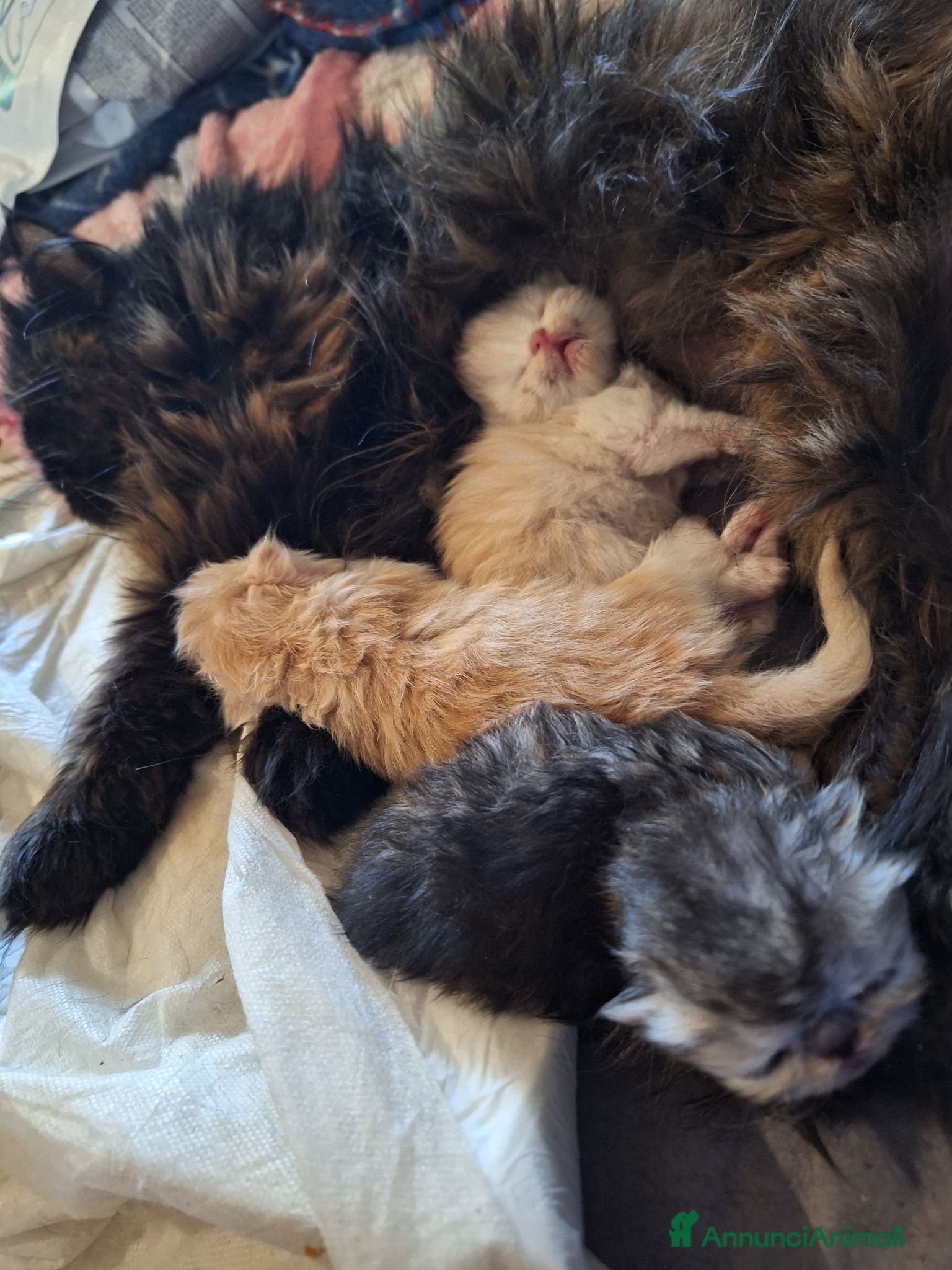 Persiano gatti Persiani ipertipico - Annuncio 1