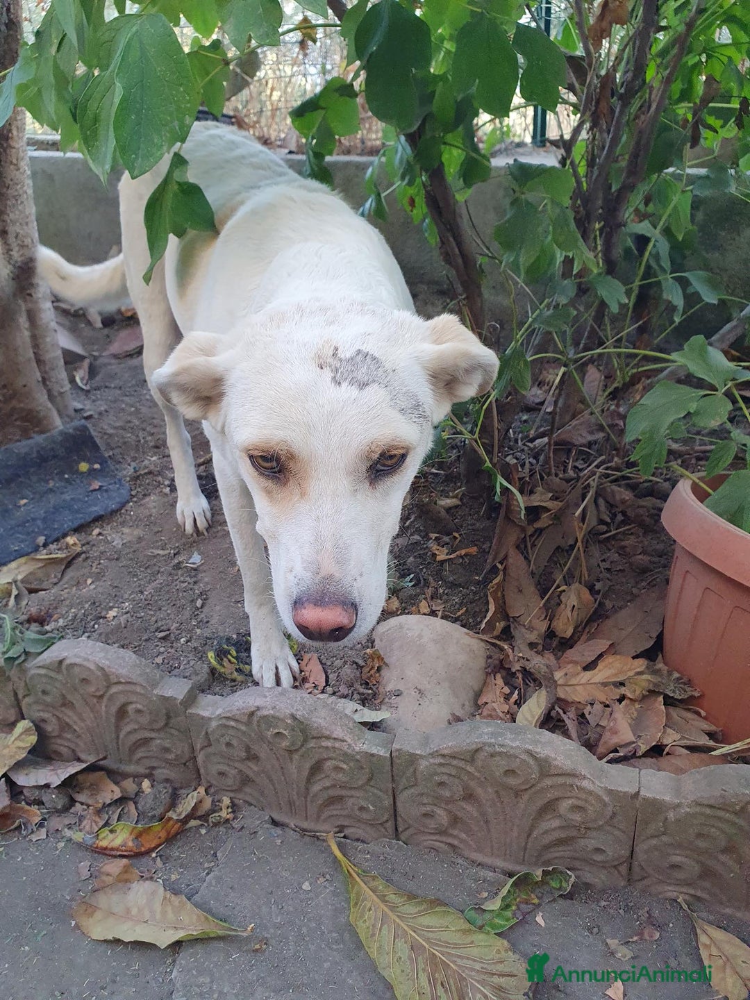 Meticcio cani in regalo: ALICE  a Città Metropolitana di Torino - Immagine 1