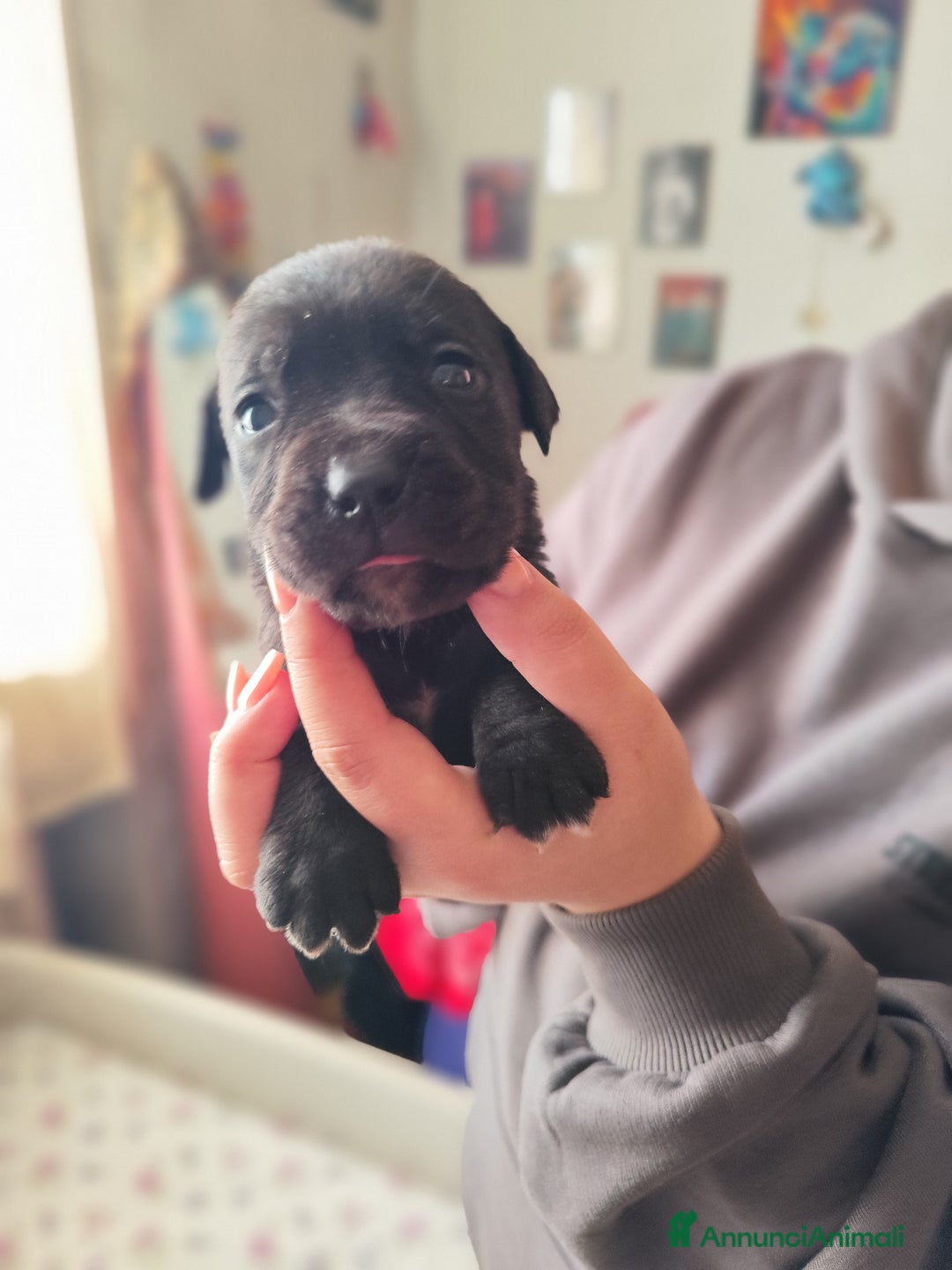 Cane Corso cani in vendita: Cuccioli di cane corso  - Annuncio 7