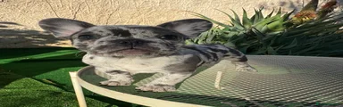 Bulldog Francese Cucciolo 2