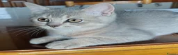 British gatti in vendita: British maschietto  - Annuncio 3