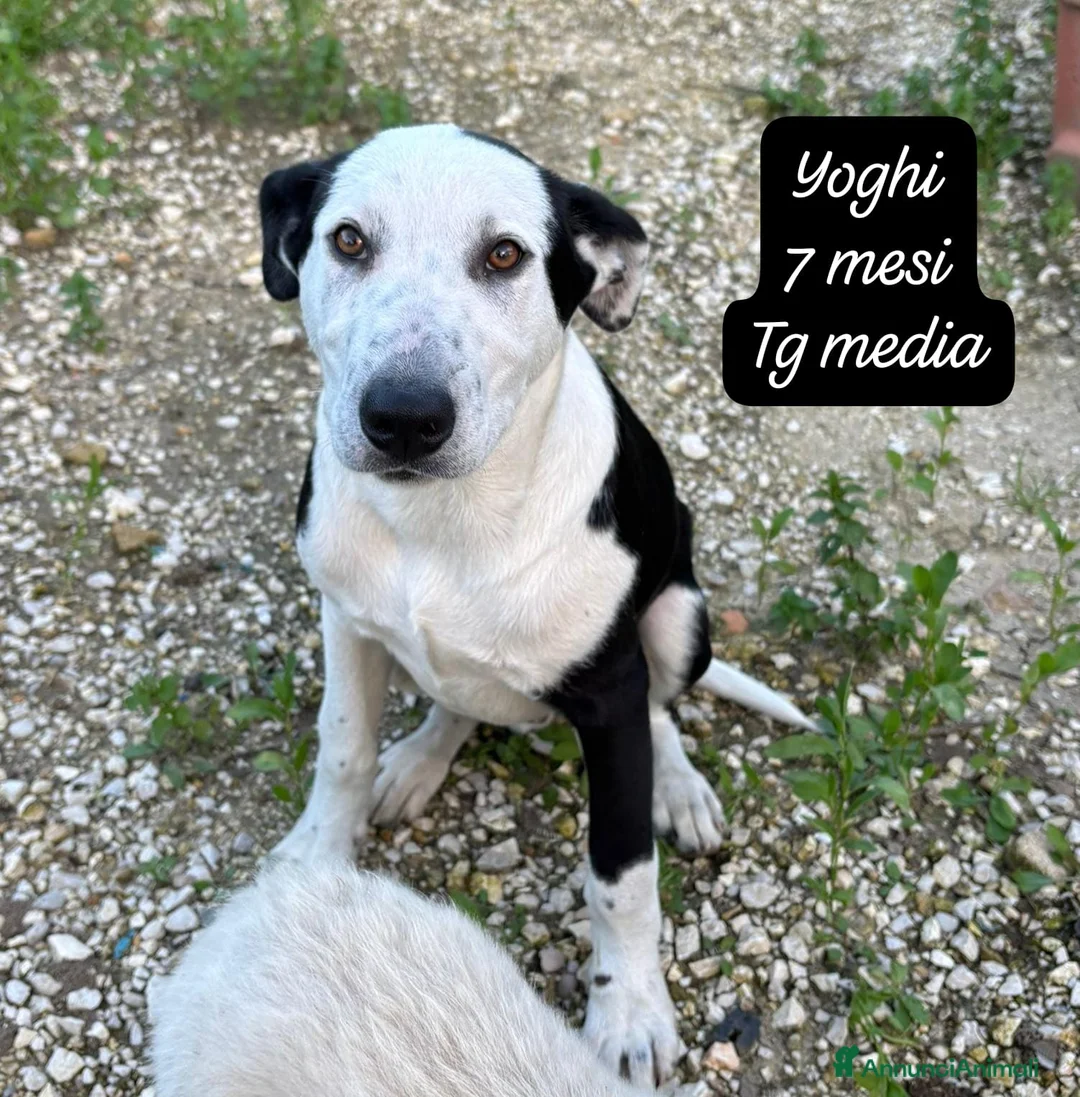Meticcio cani in regalo: Adotta un cucciolo dal rifugio  a Provincia di Pistoia - Annuncio 11
