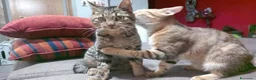 Europeo gatti in regalo: TIGRO, dolce gattino in adozione! - Annuncio 2