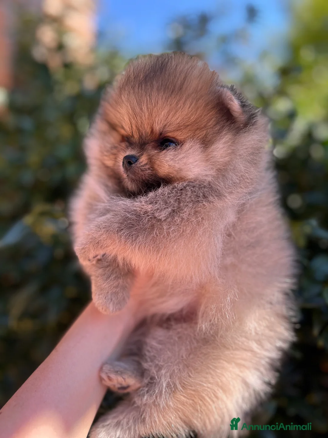 Volpino Pomerania cani in vendita: CUCCIOLI POMERANIA CON PEDIGREE  - Annuncio 1