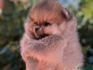 Volpino Pomerania cani CUCCIOLI POMERANIA CON PEDIGREE - Annuncio 1