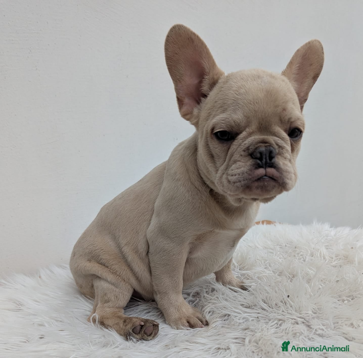 Bulldog Francese cani Bulldog francesi cuccioli crema - Annuncio 2