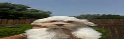Maltese cani in vendita: Cuccioli di maltese  a Città metropolitana di Roma Capitale - Annuncio 2