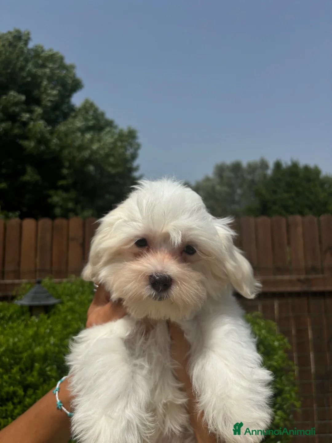 Maltese cani in vendita: Cuccioli di maltese  a Città metropolitana di Roma Capitale - Annuncio 2