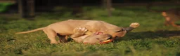 Pitbull cani in vendita: Cuccioli Pit Bull con Pedigree anche a rate  - Annuncio 32