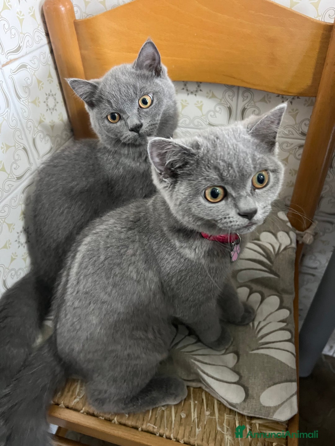 British gatti in vendita: British Shorthair  - Immagine 10