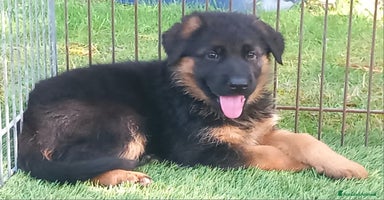 Pastore Tedesco cani a Provincia di Pavia - Annuncio 7