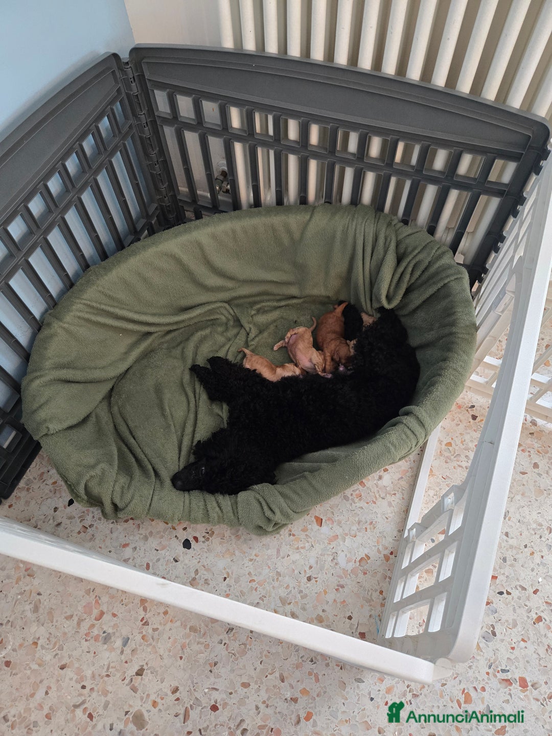 Barboncino cani in vendita: BARBONCINO NANO - Annuncio 13