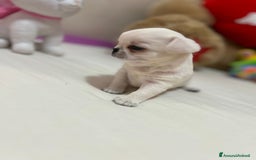 Chihuahua cani in vendita: Chihuahua micro  a Provincia di Foggia - Immagine 1