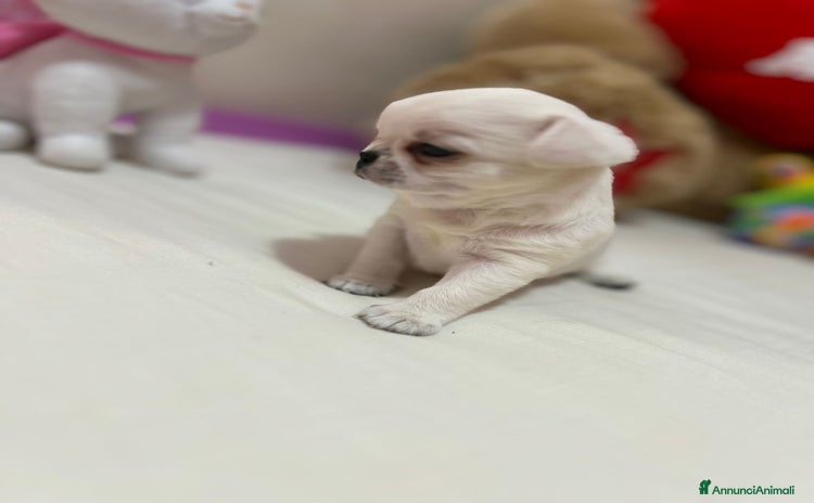 Chihuahua cani a Provincia di Foggia - Annuncio 6