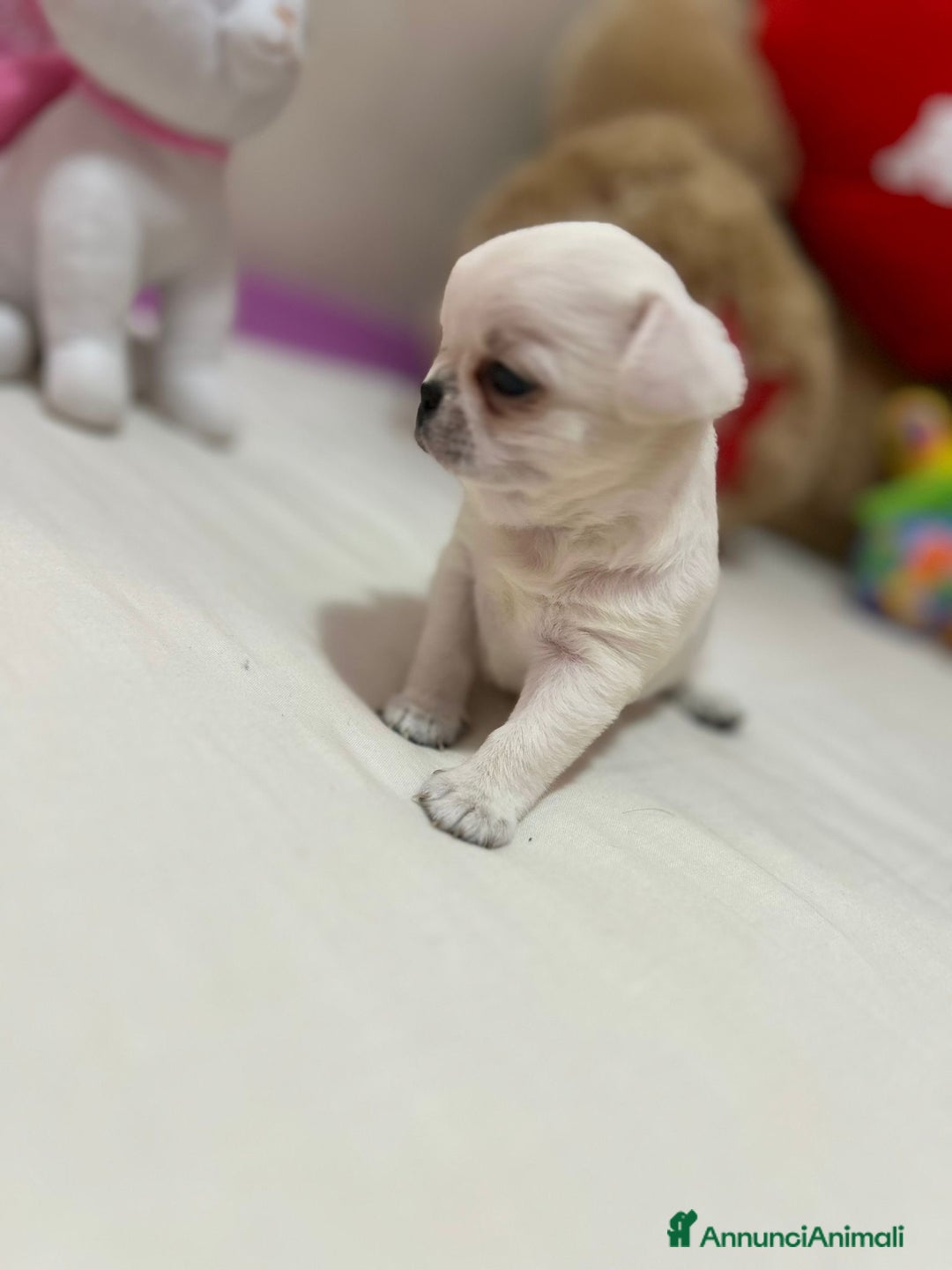 Chihuahua cani in vendita: Chihuahua micro  a Provincia di Foggia - Immagine 1