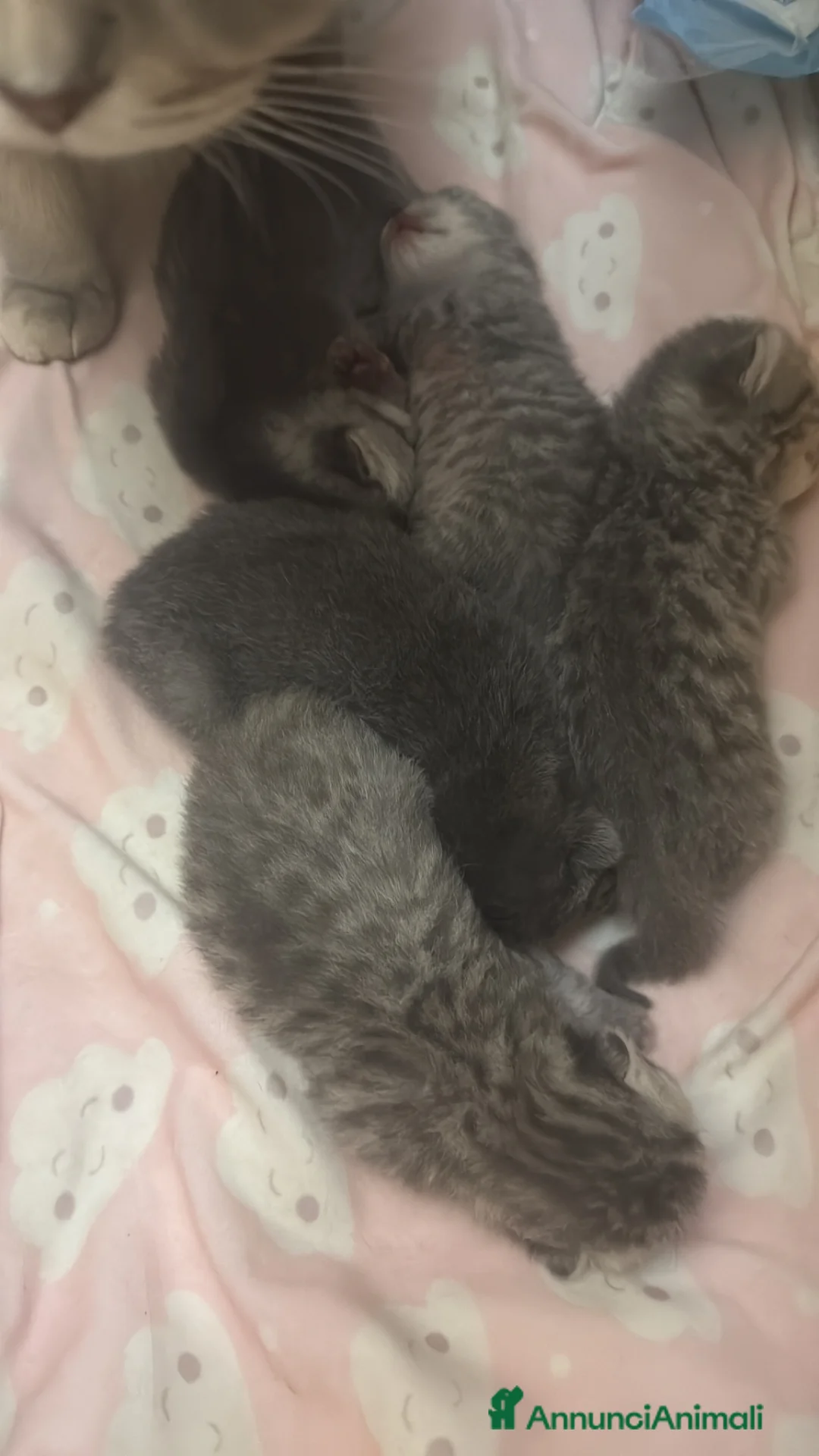 Scottish gatti in vendita: Gattini Scottish  a Città Metropolitana di Napoli - Annuncio 5
