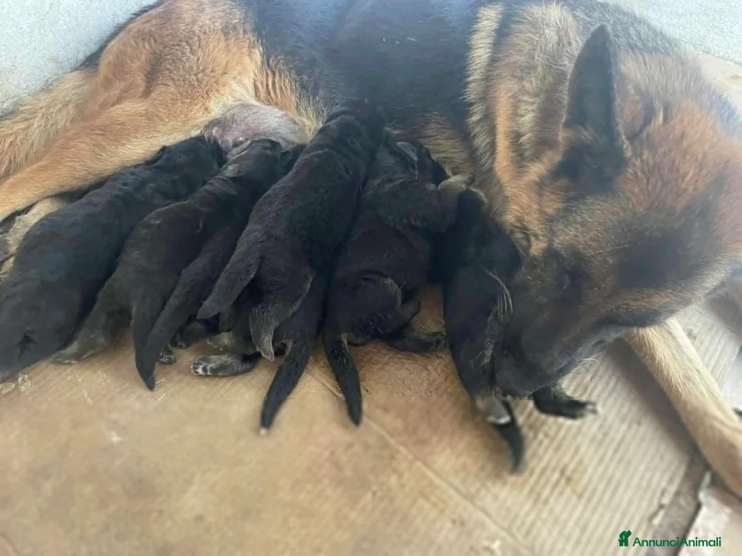 Pastore Tedesco cani in vendita: cuccioli di pastore tedesco a Città Metropolitana di Napoli - Annuncio 1