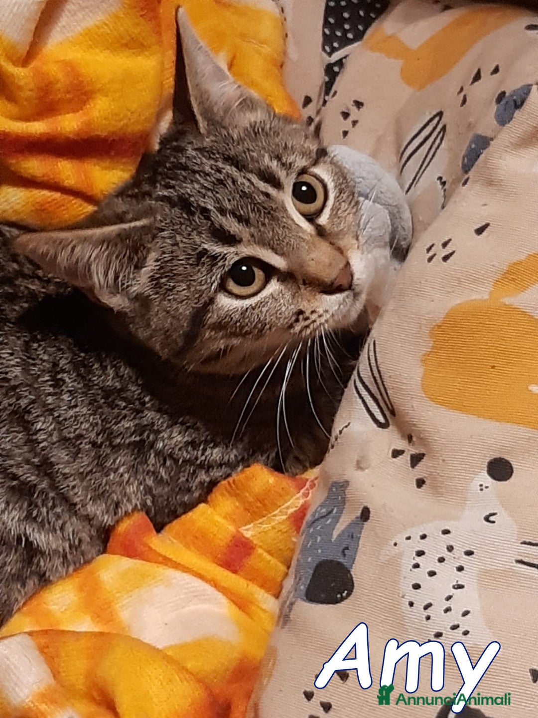 Europeo gatti in regalo: MYO e AMY DUE AMORI DI GATTINI - Annuncio 5