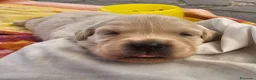 Golden Retriever cani in vendita: Cuccioli golden linea inglese  a Città metropolitana di Catania - Annuncio 8