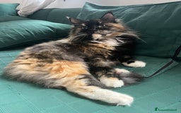 Siberiano gatti in vendita: Cuccioli gatto Siberiano Pedigree - Annuncio 7