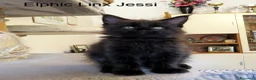 Maine Coon gatti in vendita: Magnifici Cuccioli di Maine Coon disponibili - Annuncio 9
