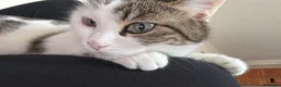 Europeo gatti in regalo: Regalo gattina a Città Metropolitana di Napoli - Annuncio 5