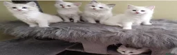 Ragdoll gatti in vendita: Cuccioli di Razza Ragdoll disponibili - Annuncio 2