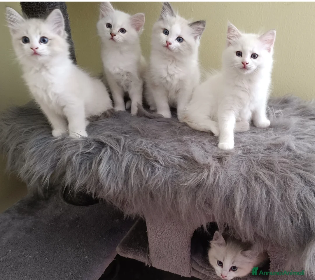 Ragdoll gatti in vendita: Cuccioli di Razza Ragdoll disponibili - Annuncio 2