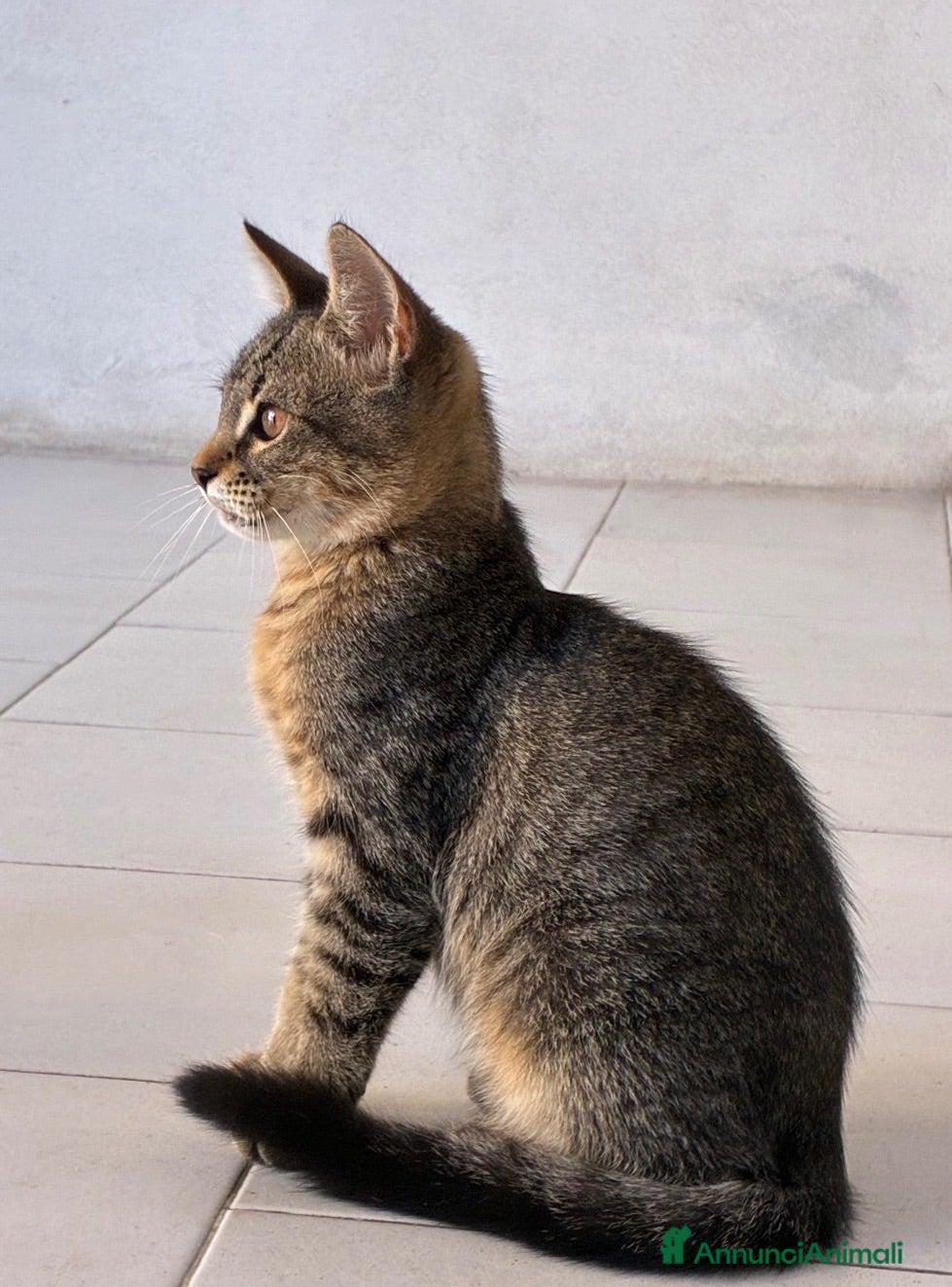 Meticcio gatti Cucciolo in cerca di una casa - Annuncio 1