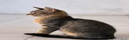 Meticcio gatti in regalo: Cucciolo in cerca di una casa - Annuncio 1