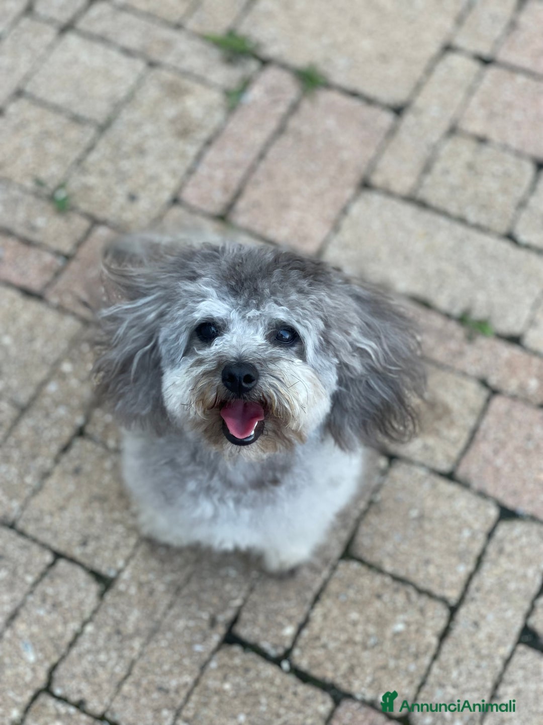 Barboncino Toy cani per accoppiamento: Accoppiamento Barboncino Toy Grigio  - Annuncio 4