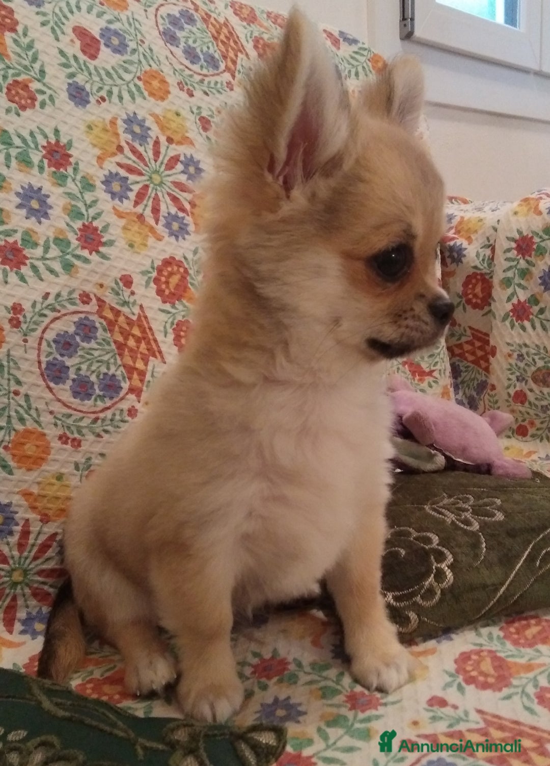 Chihuahua cani in vendita: Chihuahua maschio a pelo lungo con Pedegree  - Annuncio 4