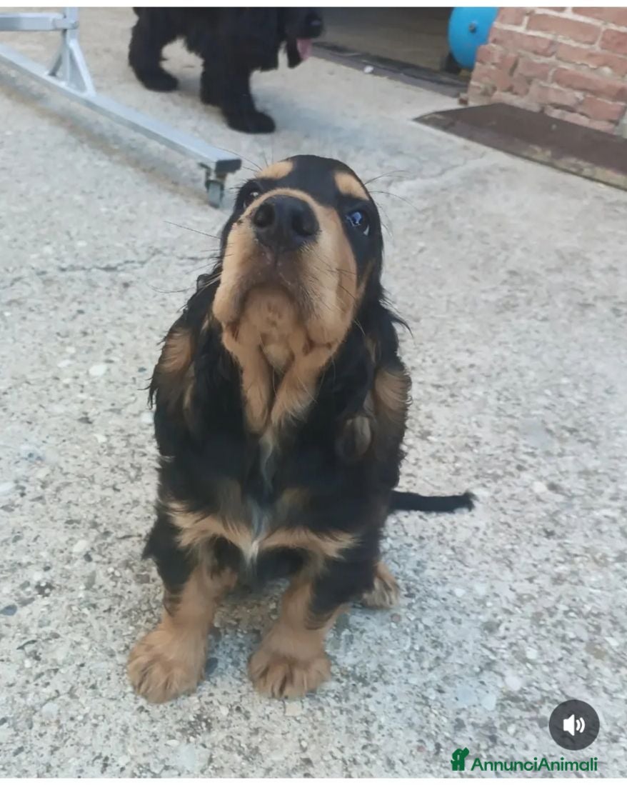 Cocker cani Cuccioli cocker  - Annuncio 2