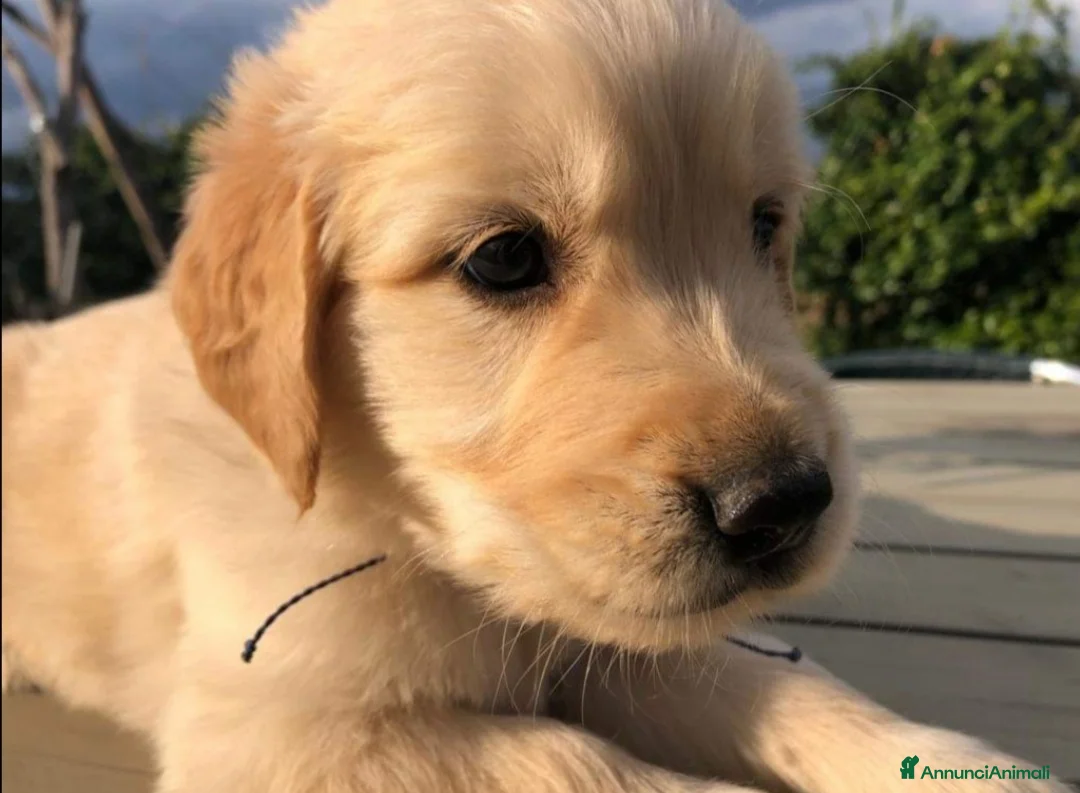 Golden Retriever cani in vendita: Cuccioli di Golden Retriever con Pedegree ENCI  - Annuncio 8