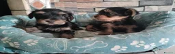 Yorkshire cani in vendita: Cuccioli maschi Yorkshire - Annuncio 3
