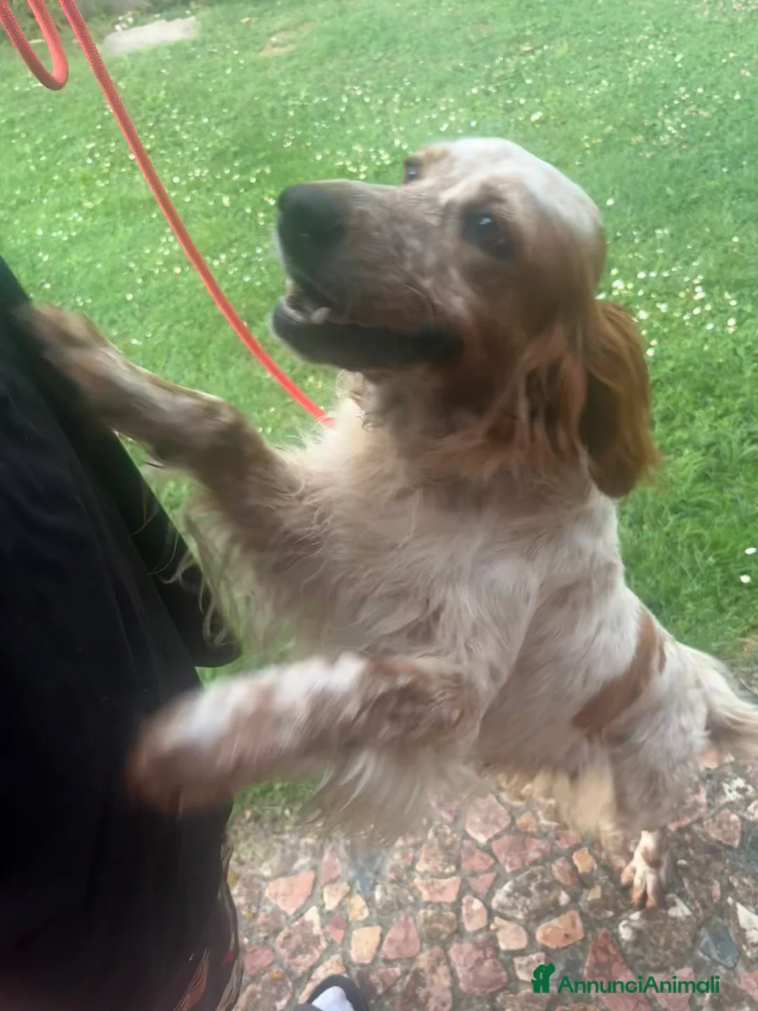 Setter Inglese cani in vendita: Cucciolata setter inglesi a Provincia di Rovigo - Annuncio 2