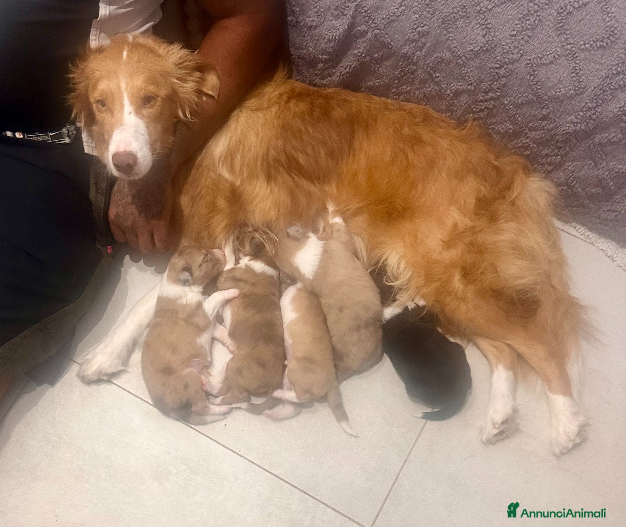 Border Collie cani in vendita: border collie - Annuncio 1