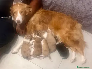 Border Collie cani border collie - Annuncio 1