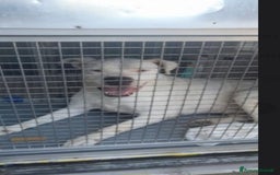 Dogo Argentino cani in regalo: Dogo x anni in box..poi adozione non buona TRENTO a Città metropolitana di Milano - Immagine 3