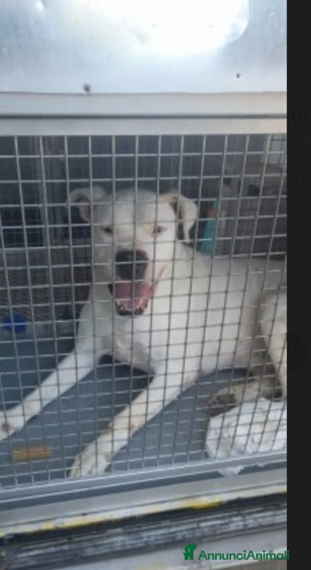 Dogo Argentino cani in regalo: Dogo x anni in box..poi adozione non buona TRENTO a Città metropolitana di Milano - Annuncio 3