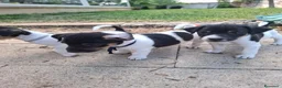 Jack Russell cani in vendita: Cuccioli di jack russel  a Provincia di Lecce - Annuncio 11