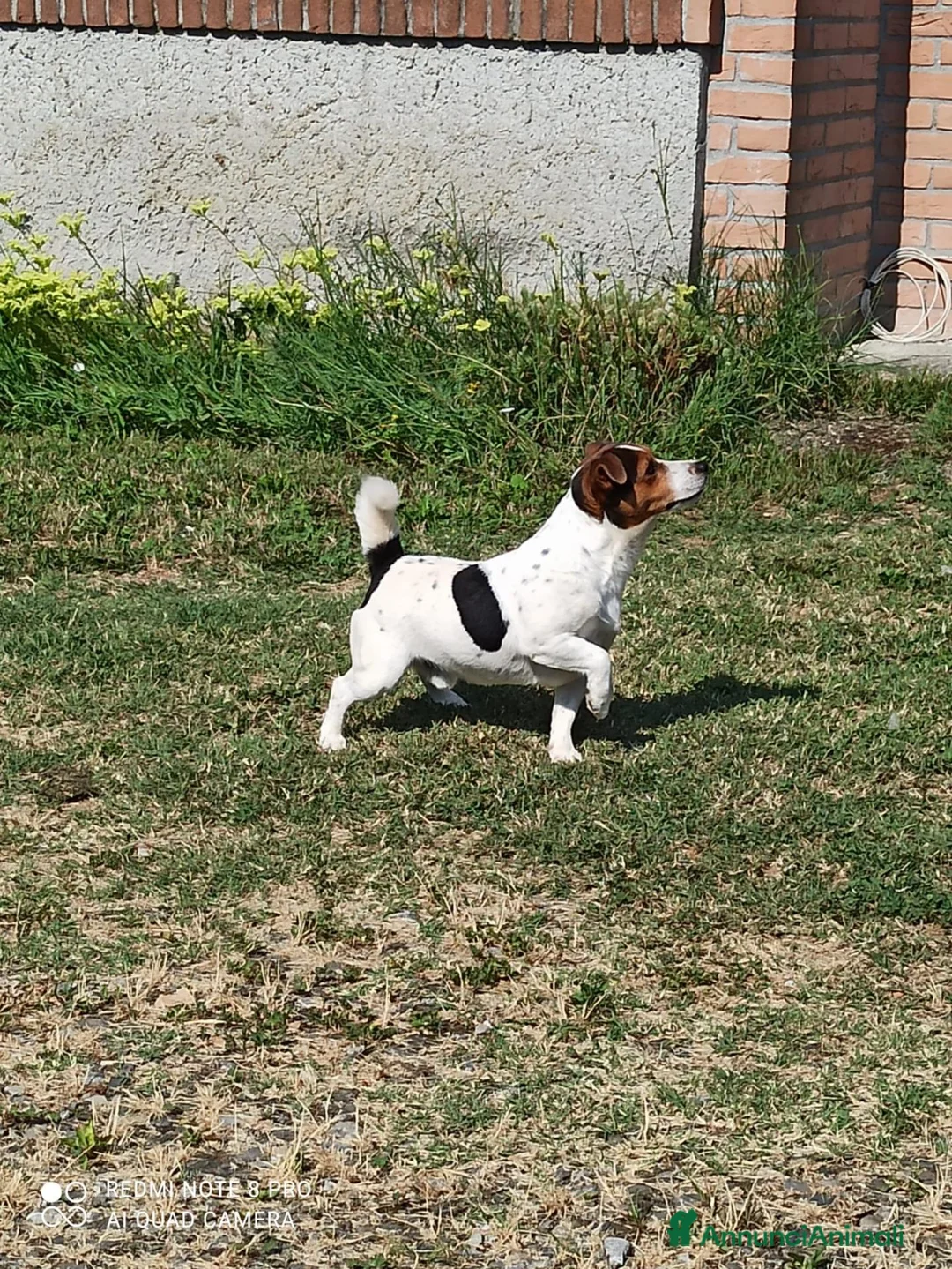 Jack Russell cani in vendita: Cuccioli Jack Russell terrier con pedigree  - Annuncio 2
