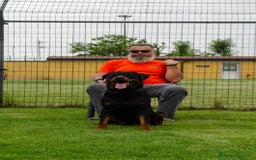Rottweiler cani in regalo: Rex, 3 anni e mezzo a Provincia di Bergamo - Immagine 8