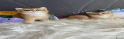 Scottish gatti in vendita: Gattini di Razza Scottish - Annuncio 4
