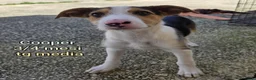 Meticcio cani in regalo: CUCCIOLI DA SALVARE IN RIFUGIO! a Provincia di Reggio Emilia - Annuncio 10