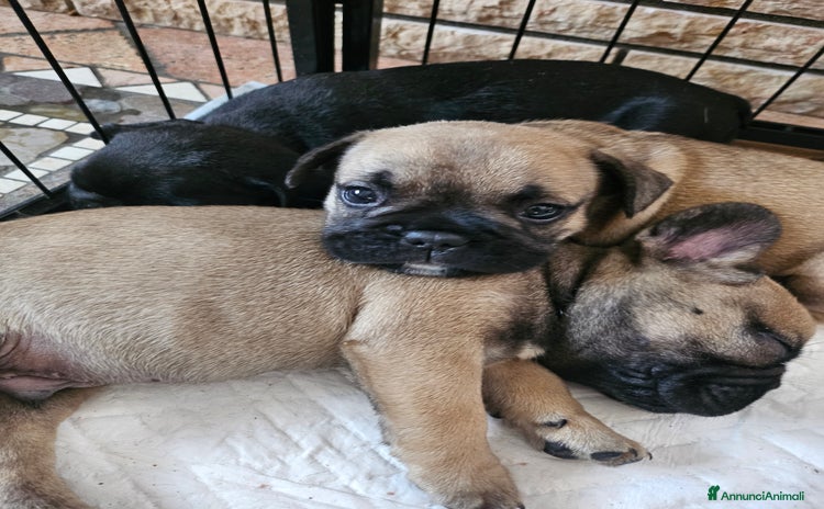 Bulldog Francese cani a Provincia di Pavia - Annuncio 3