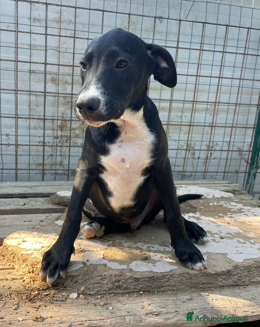 Meticcio cani in regalo: IL SIMPATICO MUSETTO DI THOR - Immagine 3