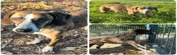 Meticcio cani in regalo: Per BRINA la felicità è..... a Città Metropolitana di Firenze - Annuncio 1