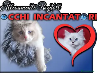 Ragdoll gatti Cuccioli di Razza Ragdoll disponibili - Annuncio 4