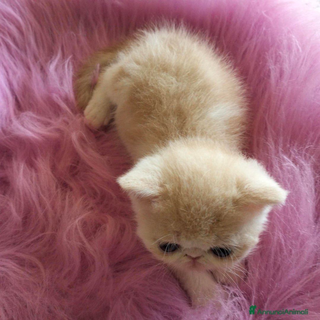 Exotic Shorthair gatti in vendita: Exotic Shorthair allevamento Exodora Sikelia  a Città metropolitana di Catania - Immagine 2